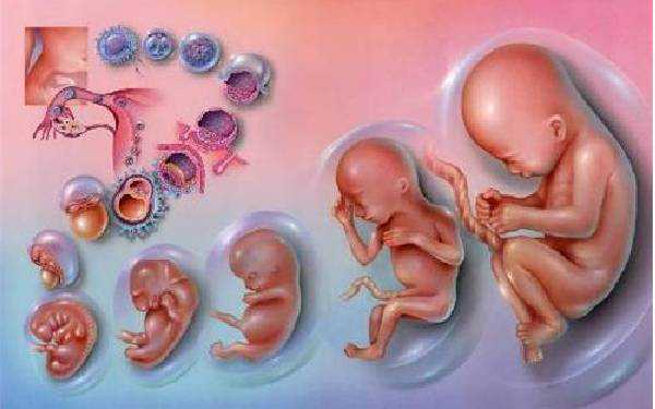 湘潭市中心医院生殖中心怎么样 2022湘潭市中心医院做供卵三代试管婴儿的流程